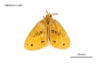 藏品(菱帶黃毒蛾)的圖片